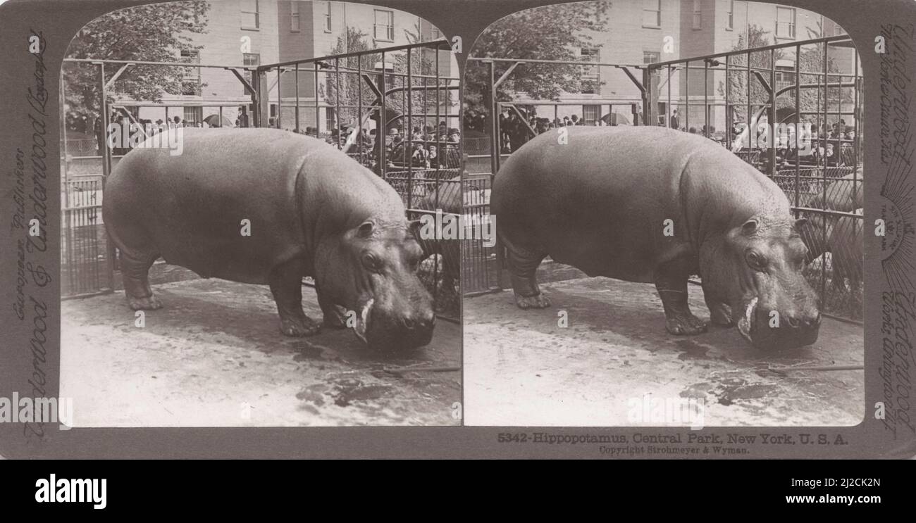 Vue stéréoscopique d'un hippopotame à l'intérieur d'une enceinte à Central Park, New York, New York, vers 1900. Photographie par Strohmeyer & Wyman. Banque D'Images