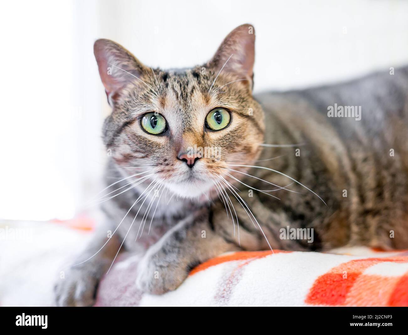 Un tabby brun Shorthair chat avec les yeux verts allongé sur une couverture et regardant la caméra Banque D'Images