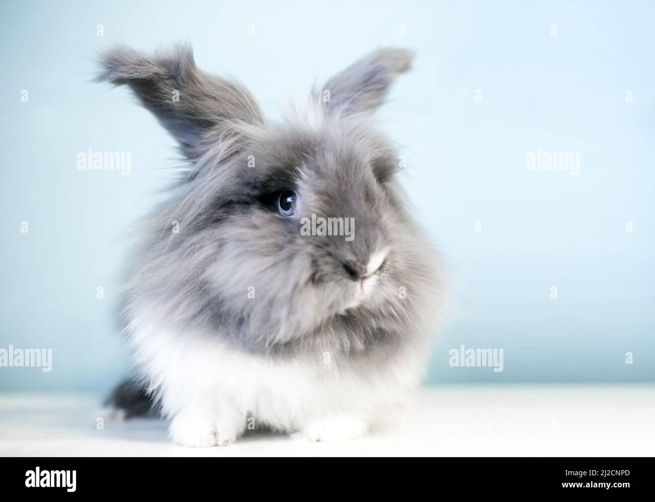 Un joli lapin gris et blanc à tête de lion avec des yeux bleus Banque D'Images
