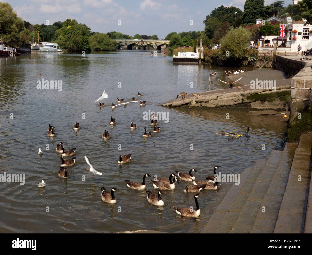 Canards colverts nageant Richmond-on-Thames, Surrey, Angleterre Banque D'Images