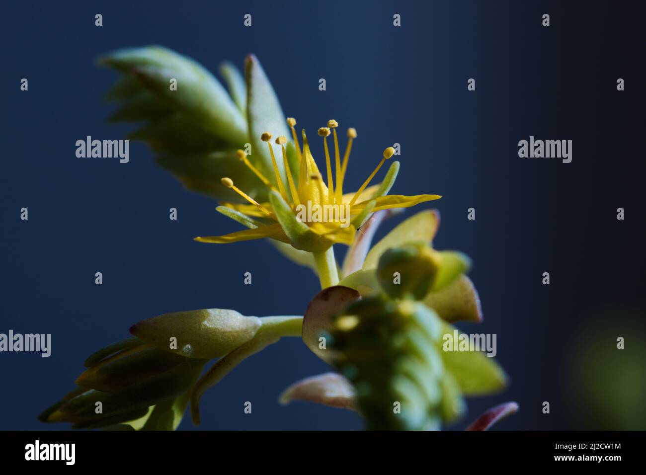 Image de quelques branches et fleurs d'une plante de type éternel, succulente de la variété Sedum palmeri avec un fond bleu foncé Banque D'Images