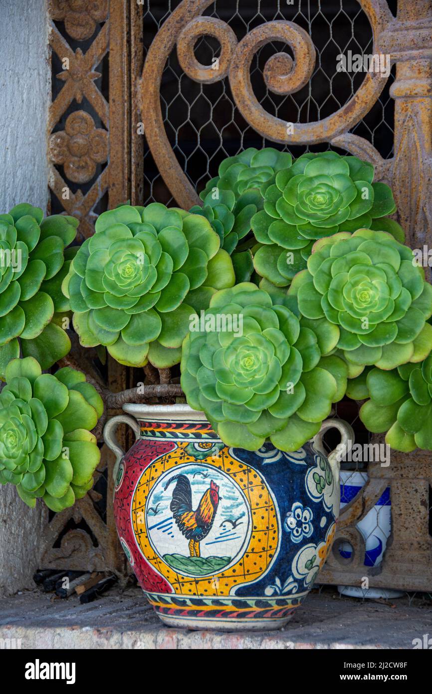 Plantes en pot devant une résidence. San Miguel de Allende, Guanajuato, Mexique. Banque D'Images