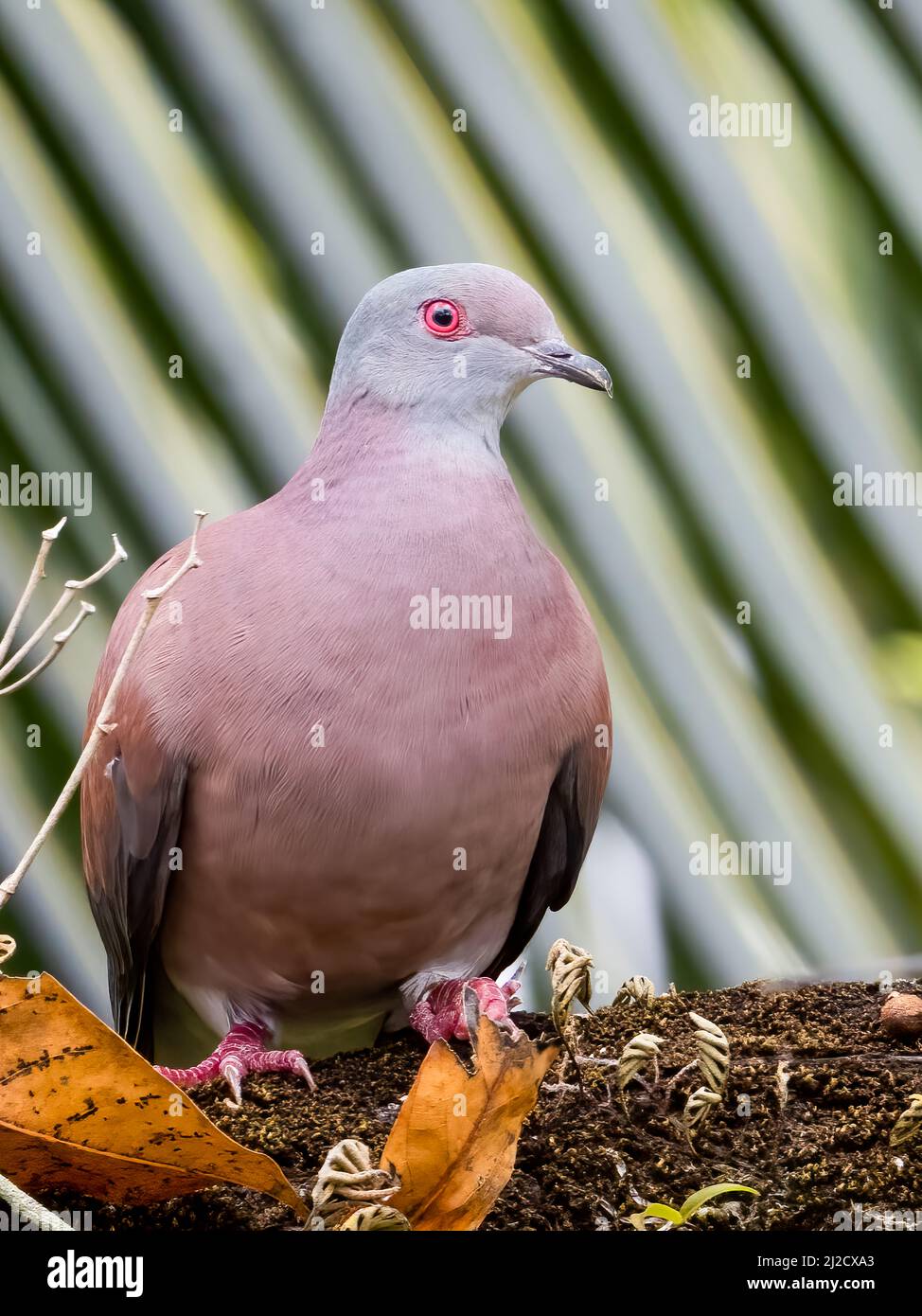 Pigeon à fente pâle, Patagioenas cayennensis Banque D'Images