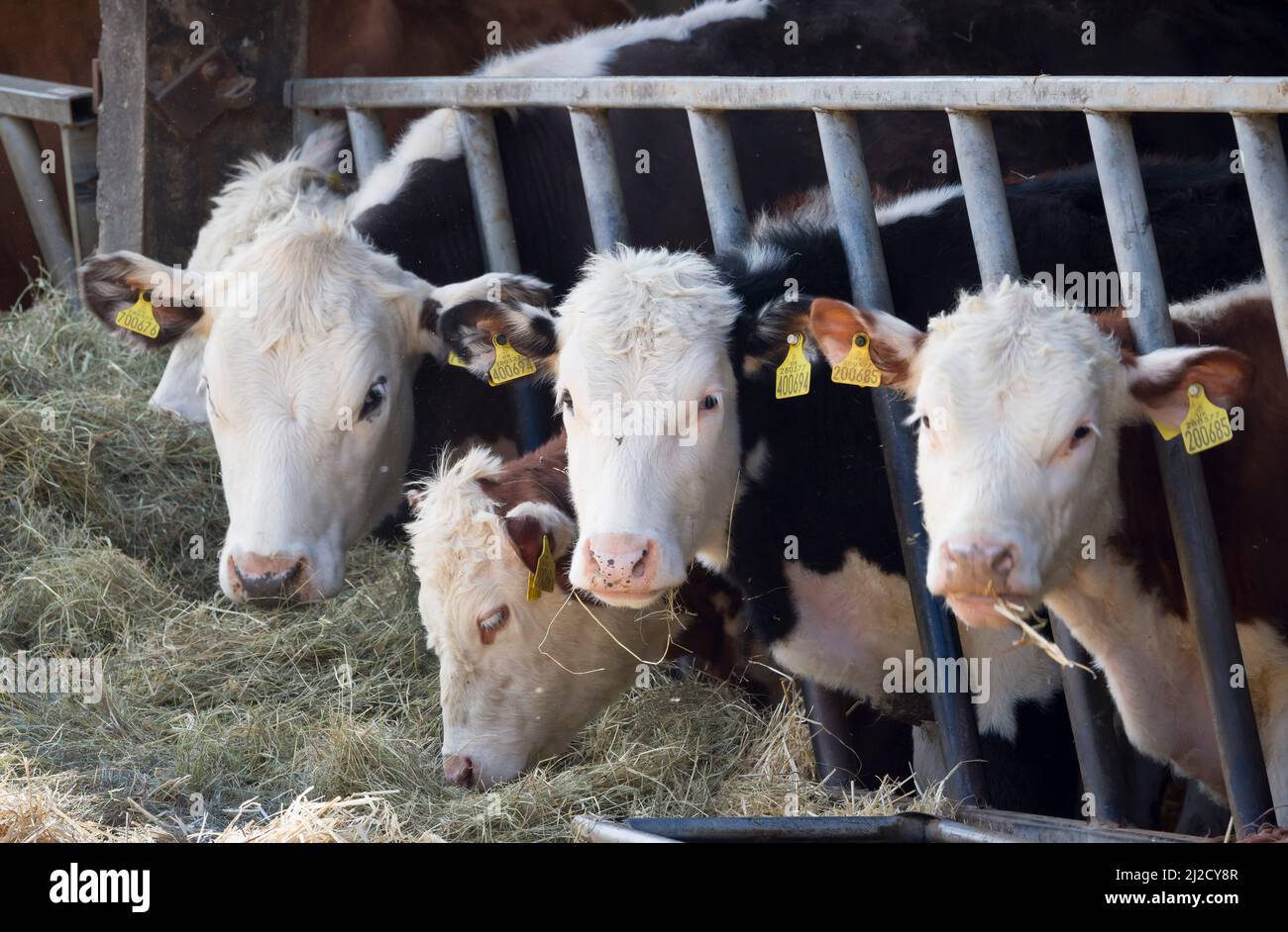 BUCKINGHAMSHIRE, Royaume-Uni - 13 avril 2021. Jeunes vaches Hereford, bétail dans un abri de vache ou une grange. Entreprise de bovins de boucherie Hereford Banque D'Images