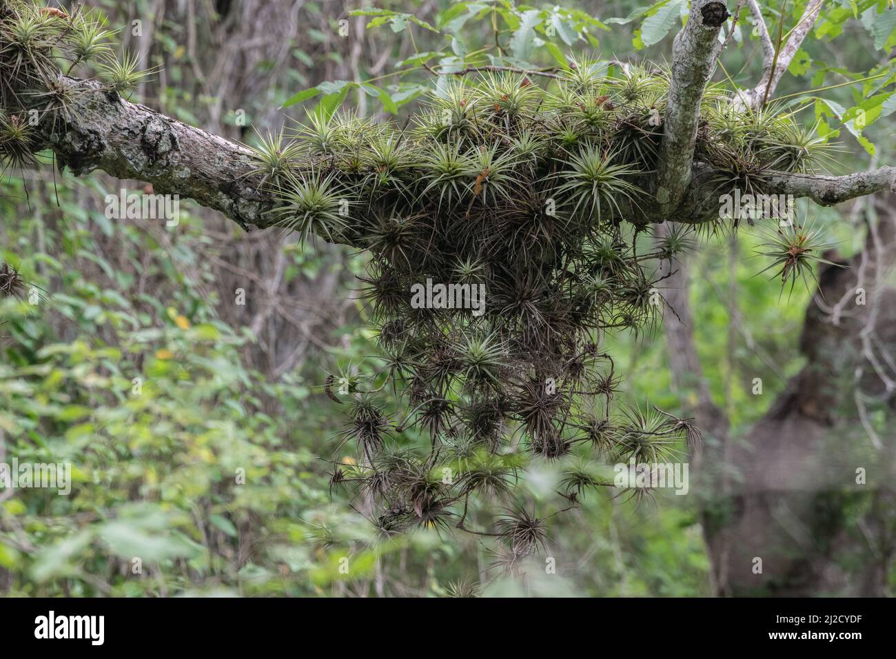 Airplants épiphytiques poussant sur une branche d'arbre dans la forêt sèche tumbésienne. Tillandsia espinosae, une usine d'aéroglisseur de l'Équateur et du Pérou. Banque D'Images