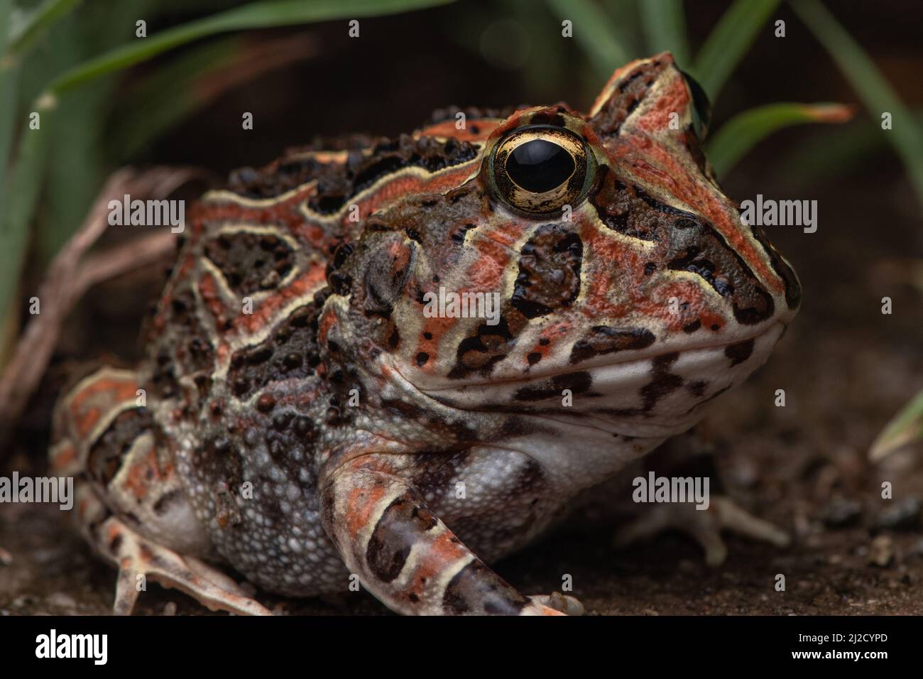 Photo macro d'une grenouille à cornes du pacifique (Ceratophrys stolzmanni) des forêts sèches de l'Équateur et du Pérou - une espèce menacée qui est rarement vue. Banque D'Images