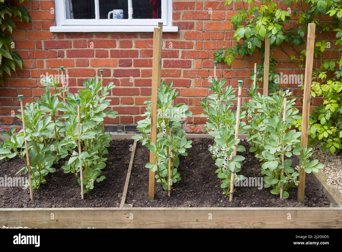 Fava plants de haricots (faba ou fèves) croissant dans une parcelle de légumes. Jardin anglais, Royaume-Uni Banque D'Images