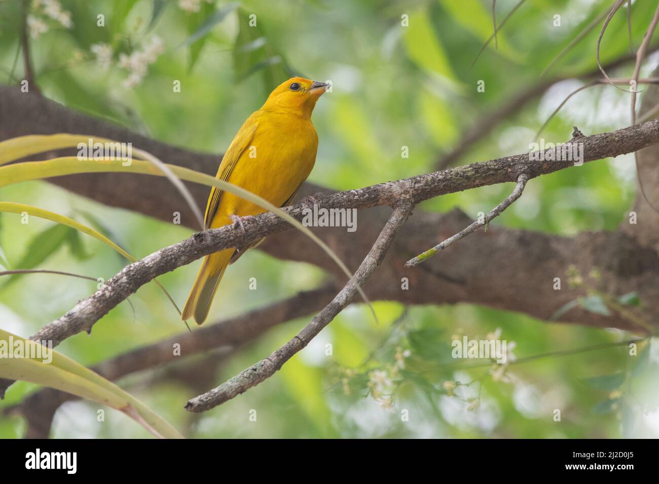 Un safran finch (Sicalis flaveola), un oiseau coloré de la forêt sèche de Tumbesian en Équateur. Banque D'Images
