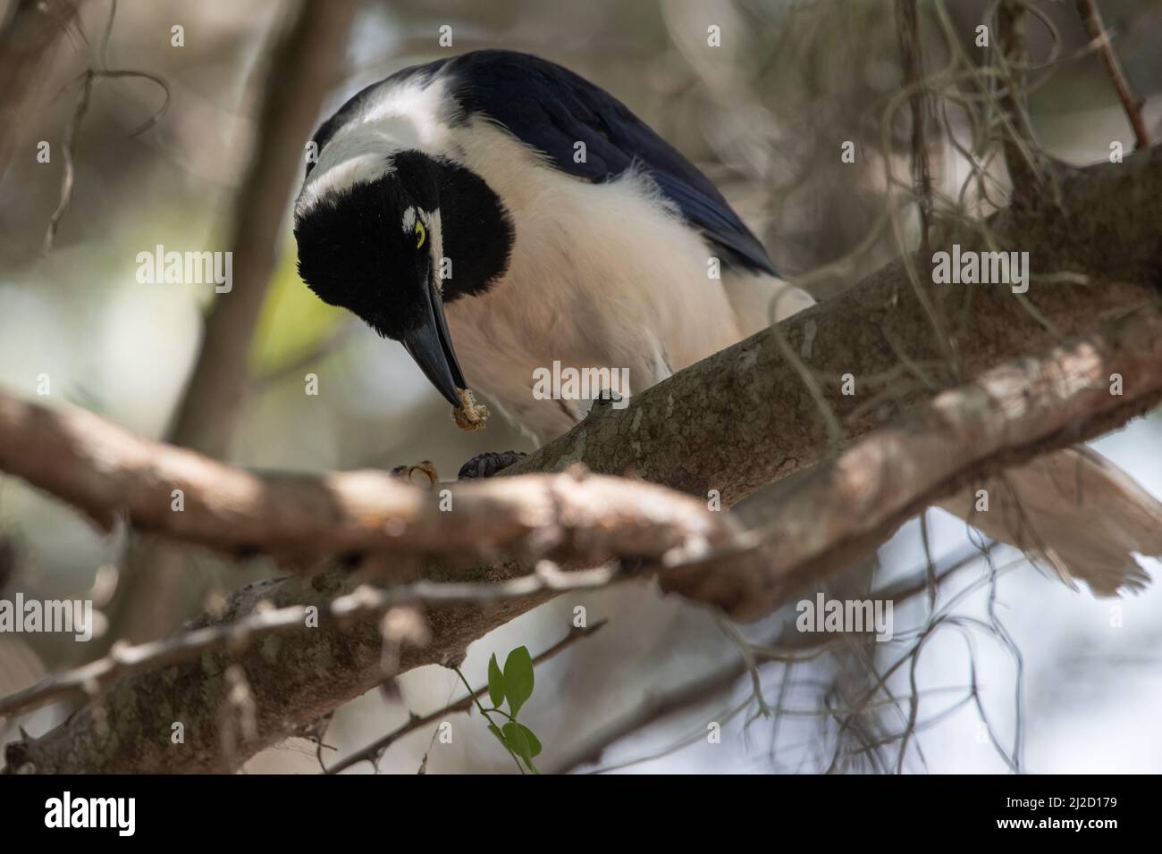Un geai à queue blanche (Cyanocorax mystacalis) de la forêt sèche de Tumbesian en Équateur. Son alimentation sur une sorte d'écrou. Banque D'Images
