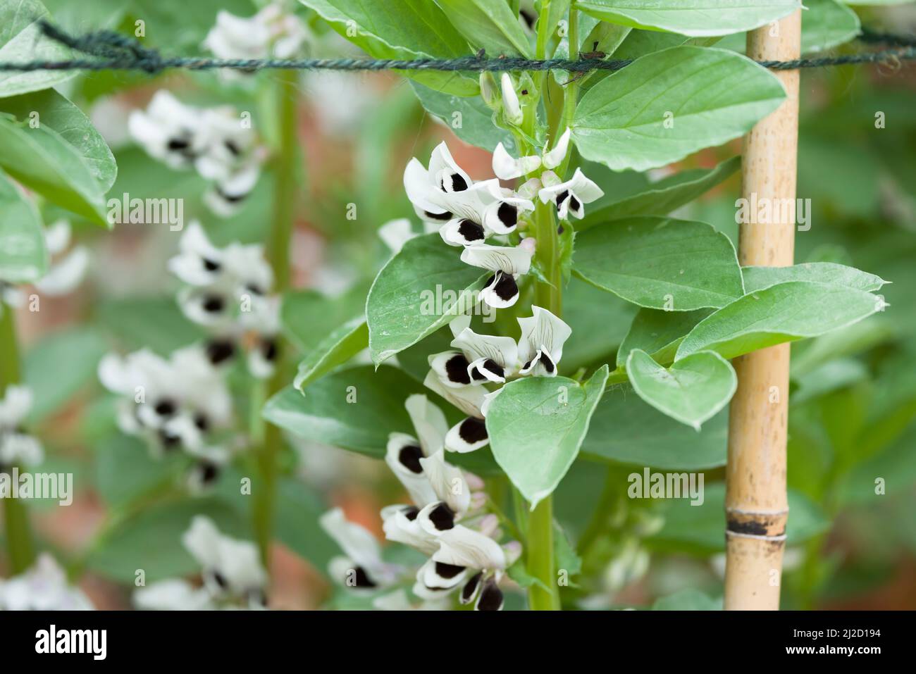 Fleur de plante de haricot vert Banque de photographies et d’images à haute résolution Alamy