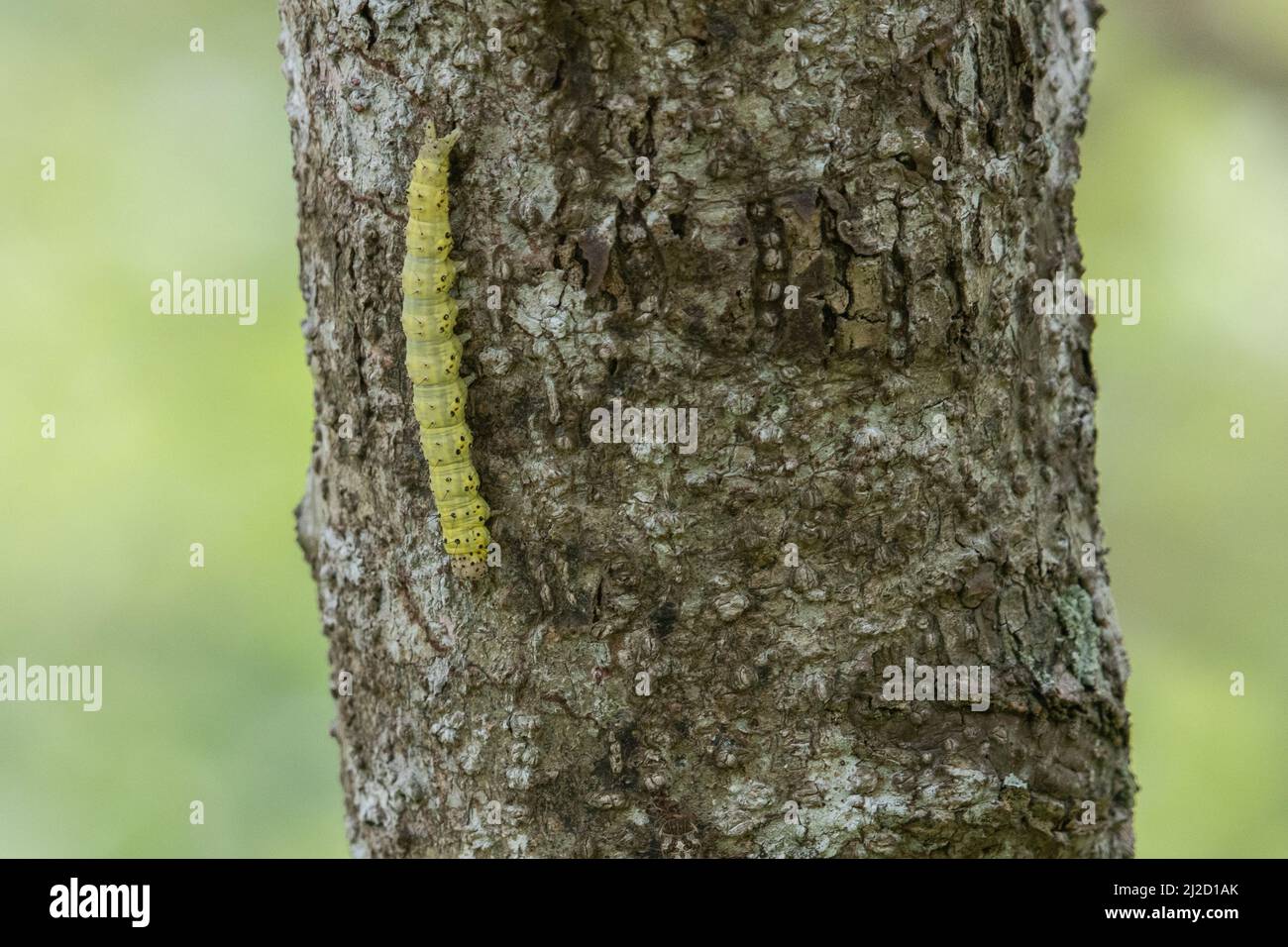 Une chenille verte d'une sorte de papillon sur un tronc d'arbre dans la forêt sèche de Tumbesian en Équateur, en Amérique du Sud. Banque D'Images