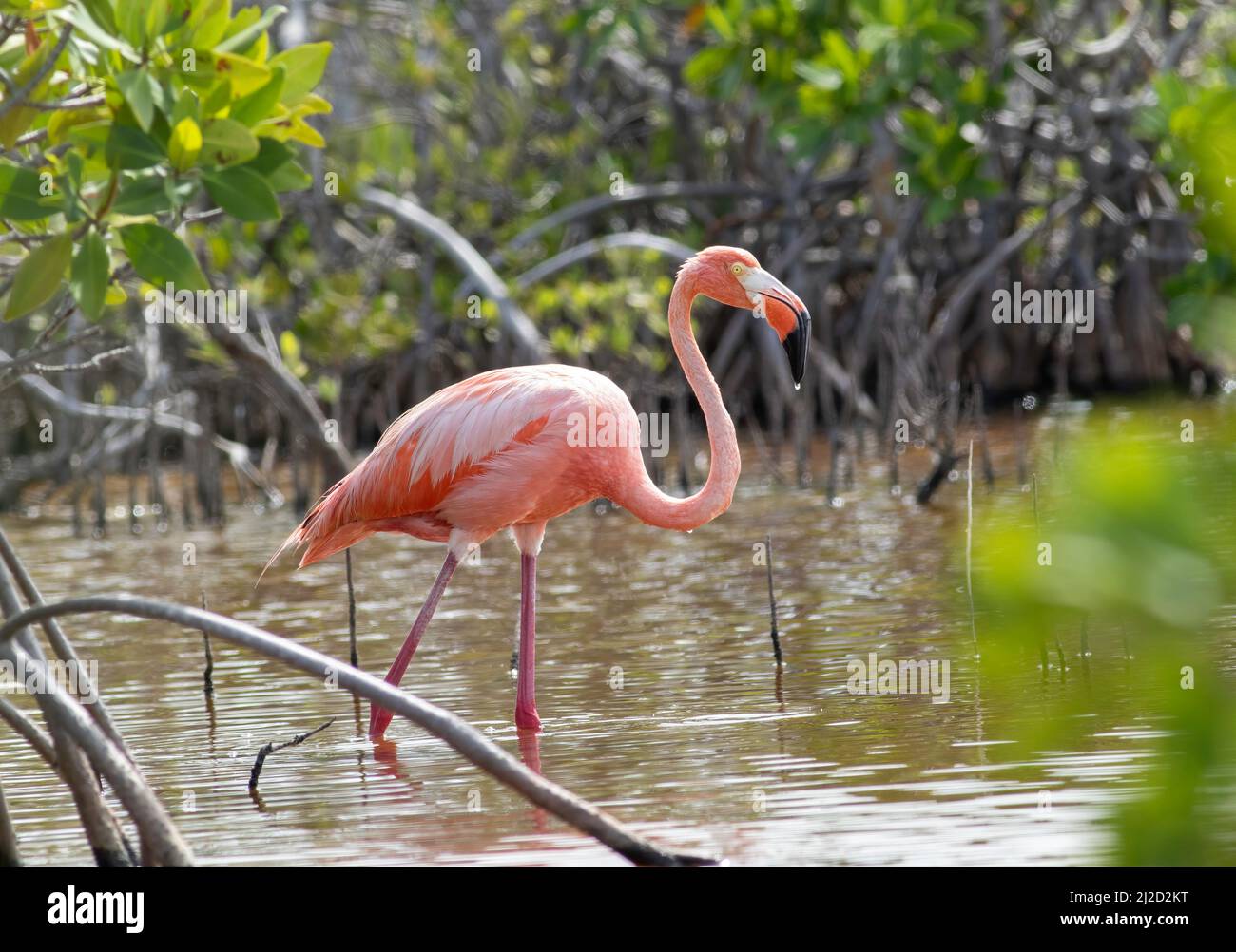 Un Flamingo américain traverse l'eau salée dans un estuaire de la mangrove dans les Florida Keys, un oiseau rare qui soupire les États-Unis. Banque D'Images