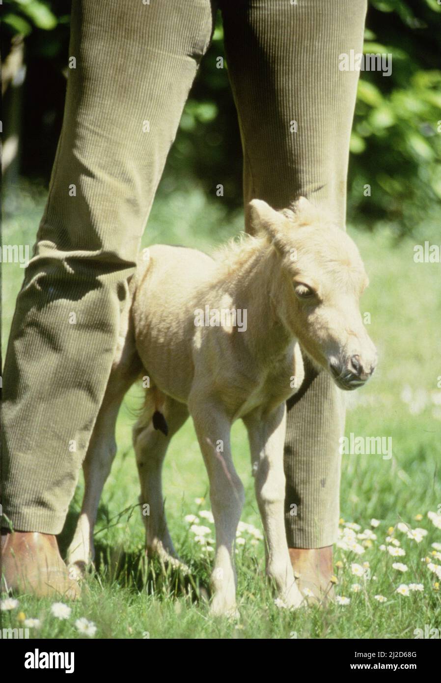 Un cheval miniature d'une heure de Falabella Angelica né à la tempête de sable au parc animalier de Kilverstone à Norfolkoctobre 1985 Banque D'Images