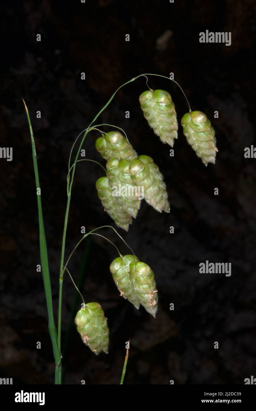 Ce sont de vrais oats sauvages (Chasmanthium latifolium) - pas les jeunes hommes gentils sont désireux de semer! Je les ai trouvés à côté d'un chemin à Hochkins Ridge. Banque D'Images
