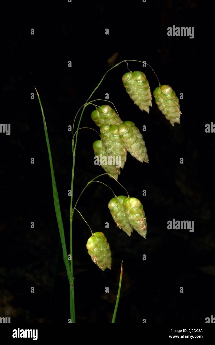 Ce sont de vrais oats sauvages (Chasmanthium latifolium) - pas les jeunes hommes gentils sont désireux de semer! Je les ai trouvés à côté d'un chemin à Hochkins Ridge. Banque D'Images