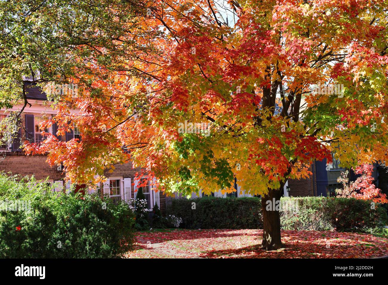 Érable dans la cour avant de la maison avec des couleurs d'automne brillantes Banque D'Images