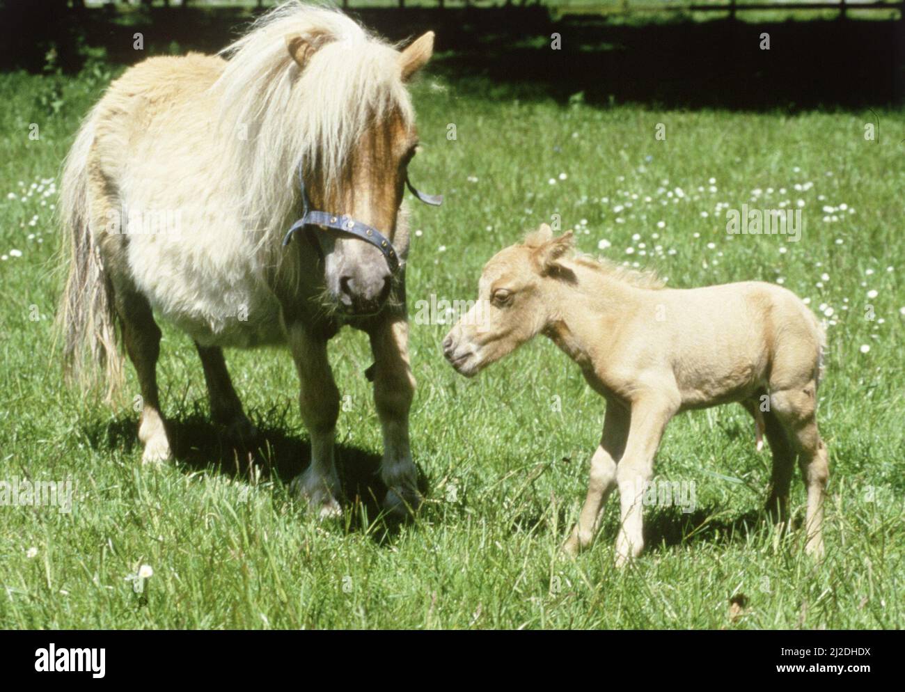 Falabella mini cheval sandstorm avec son ennemi d'une heure Angelica à Kilverstone Wildlife Park à Norfolkoctobre 1985 Banque D'Images