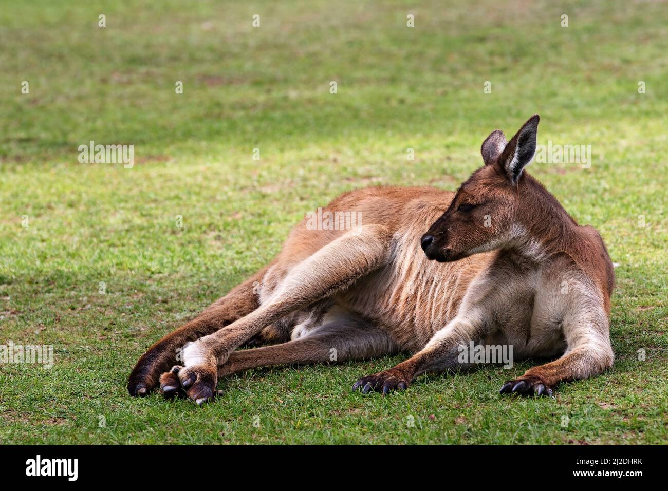 Marsupiaux / un kangourou gris de l'est se reposant au parc animalier de Ballarat en Australie. Banque D'Images