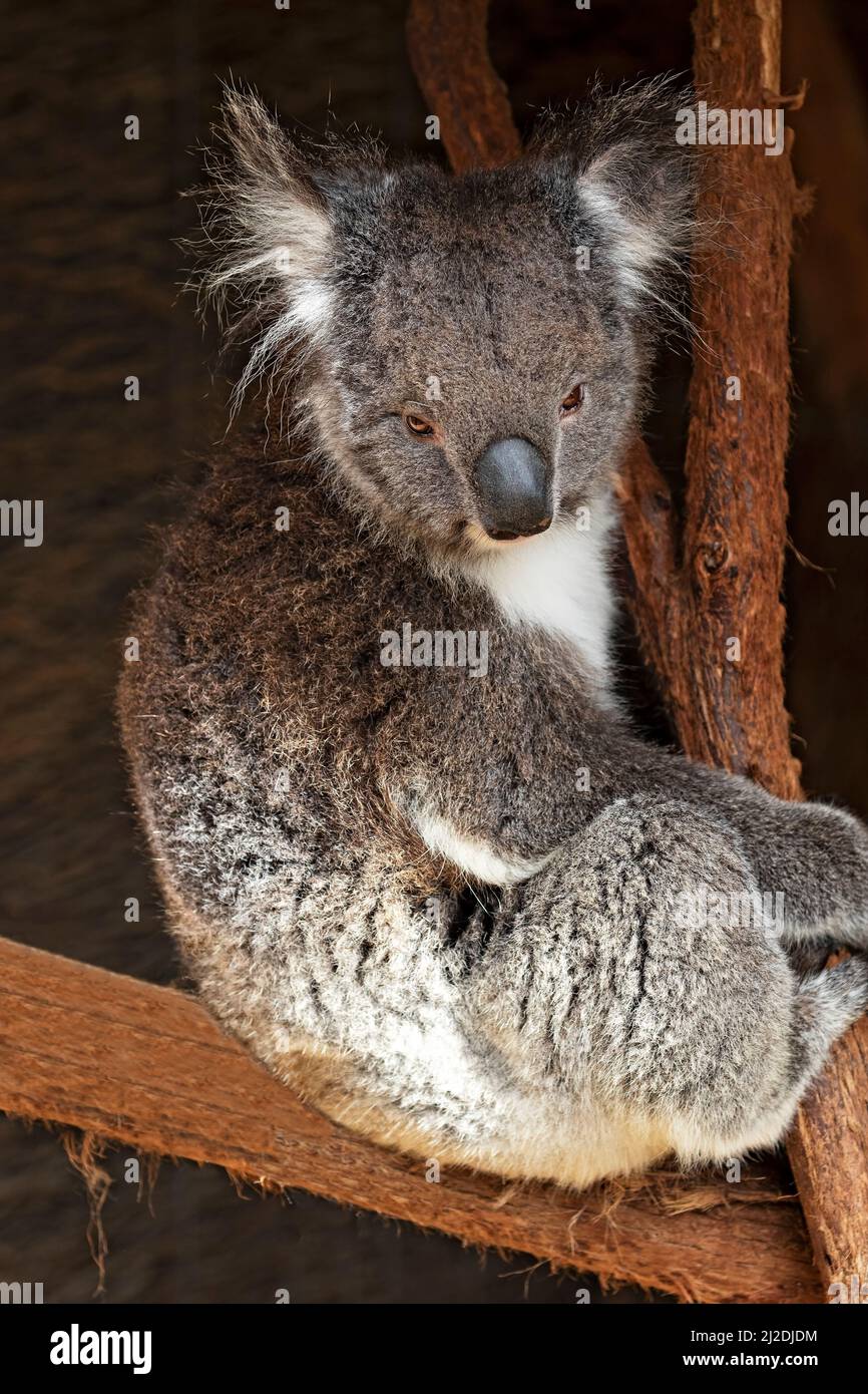 Mammifères / Un Koala se reposant au parc animalier de Ballarat en Australie. Banque D'Images