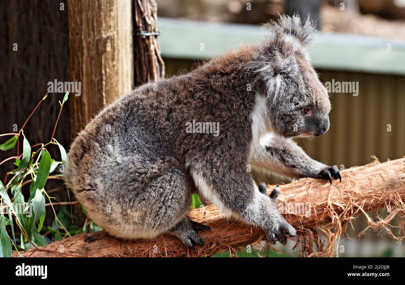 Mammifères / Un Koala se reposant au parc animalier de Ballarat en Australie. Banque D'Images