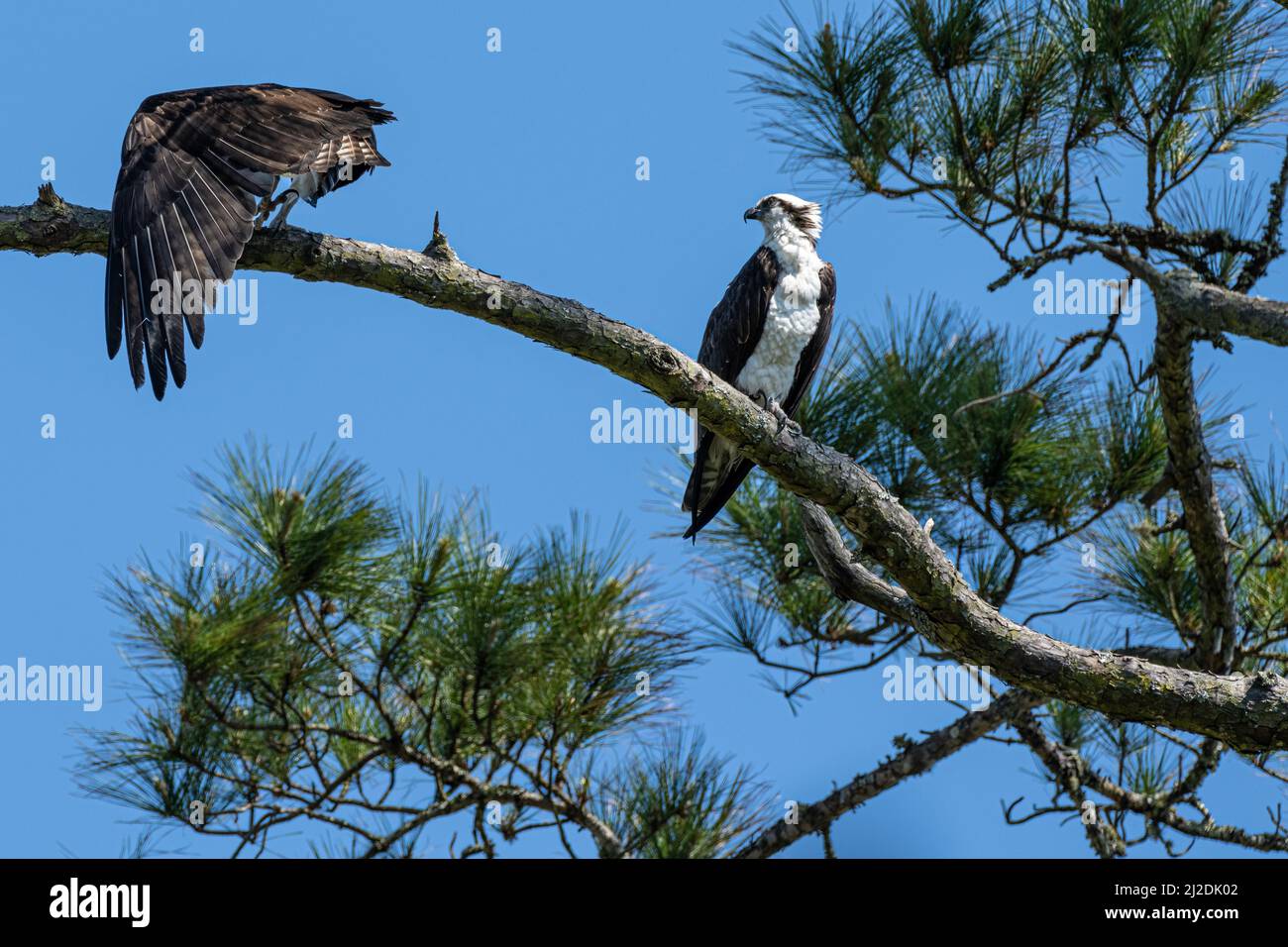 Ospreys (Pandion haliatus) perchée sur une branche de pin à Ponte Vedra Beach, Floride. (ÉTATS-UNIS) Banque D'Images