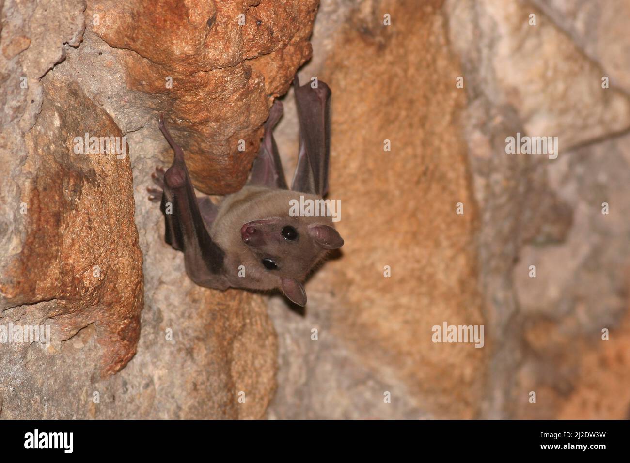 Chauves-souris fruitières, Pteropodidae, Israël Banque D'Images