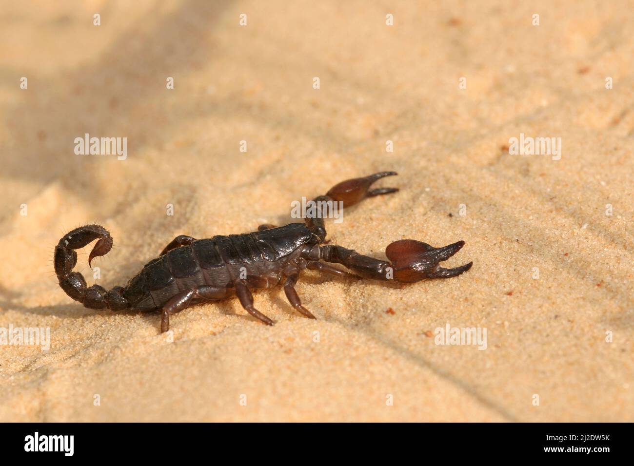 Scorpion noir israélien Scorpion maurus fuscus sur une dune de sable photographiée en Israël en été septembre Banque D'Images
