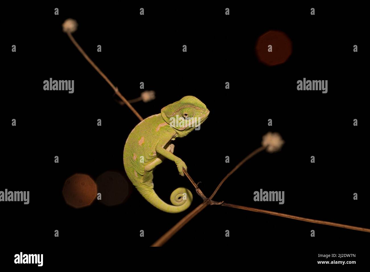 Caméléon commun photographié la nuit avec un fond noir et foncé contrasté. Le caméléon commun ou le caméléon méditerranéen (Chamaeleo chamaeleo Banque D'Images