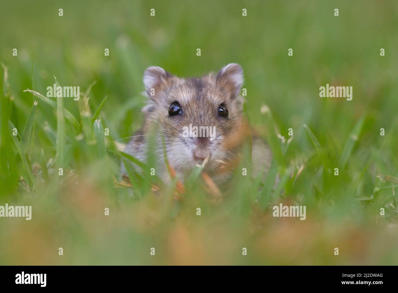 Close up et focus sélectif d'un hamster Djungarian (Phodopus sungorus), également connu sous le nom de hamster de Sibérie, sur la pelouse. Photographié en Israël en juillet Banque D'Images