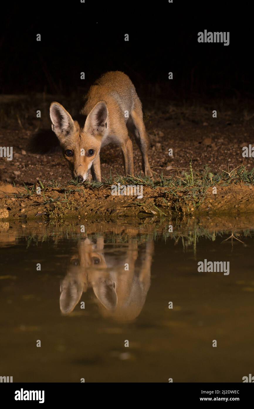 Renard rouge (Vulpes vulpes) près de l'eau la nuit. Le renard rouge est le plus grand des vrais renards, ainsi que le membre le plus dispersé géographiquement de t Banque D'Images