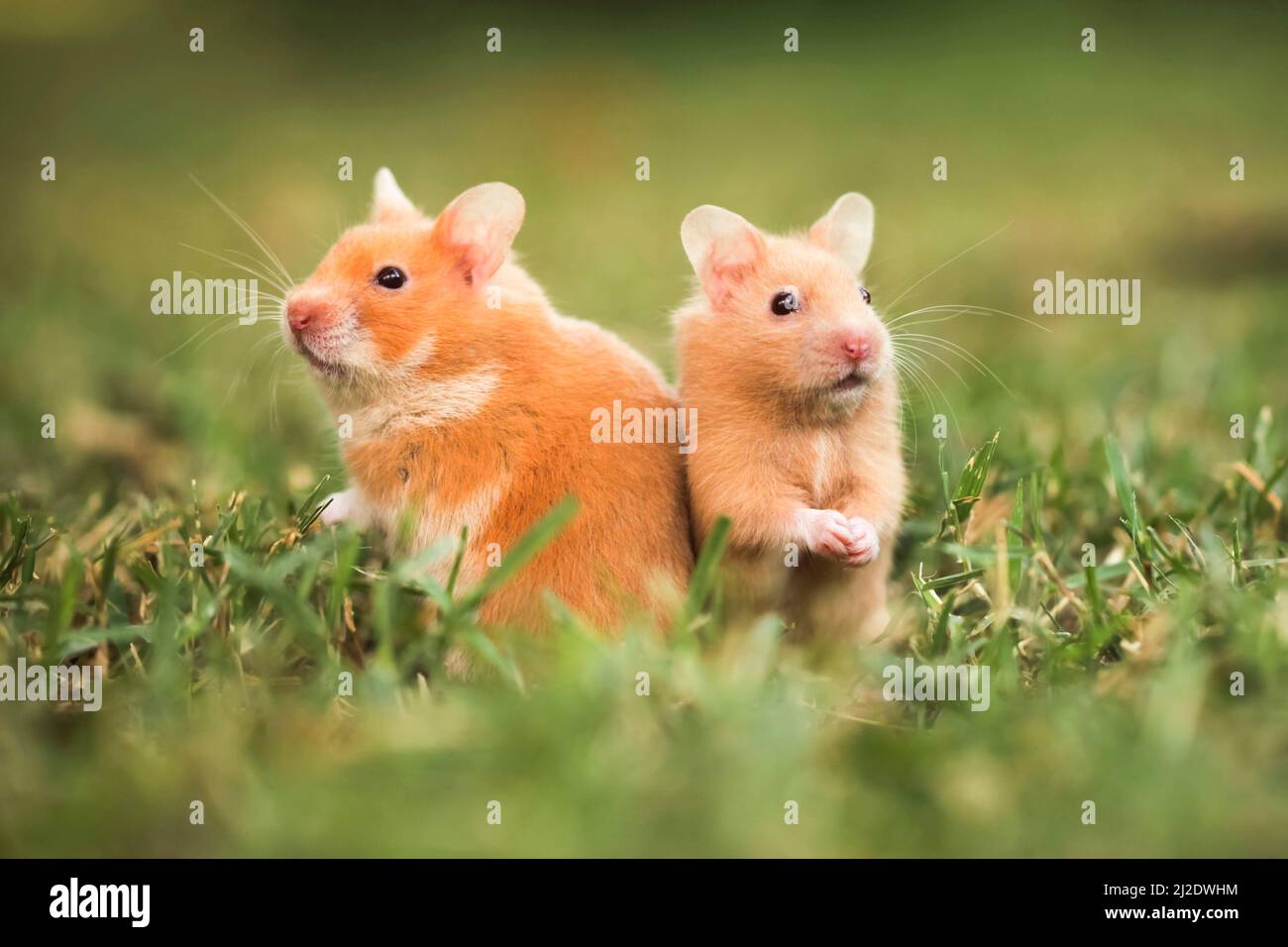 Hamster doré ou hamster de Syrie, (Mesocricetus auratus) sur la pelouse Banque D'Images