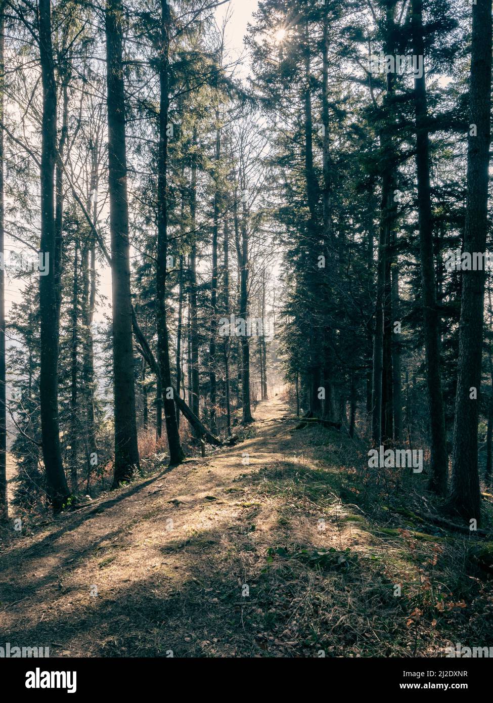 Sentier longeant une crête dans une belle forêt ensoleillée Banque D'Images