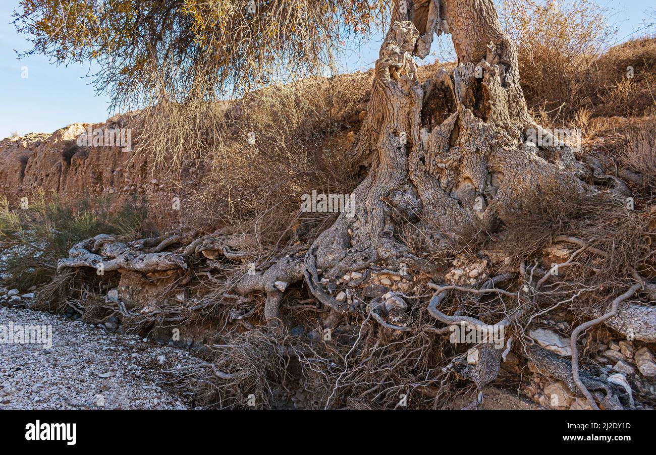 Système massif de racines d'un ancien pistachio atlantique Pistacia atlantica dans le lit de Wadi Nahal Arod en Israël exposé par l'érosion Banque D'Images