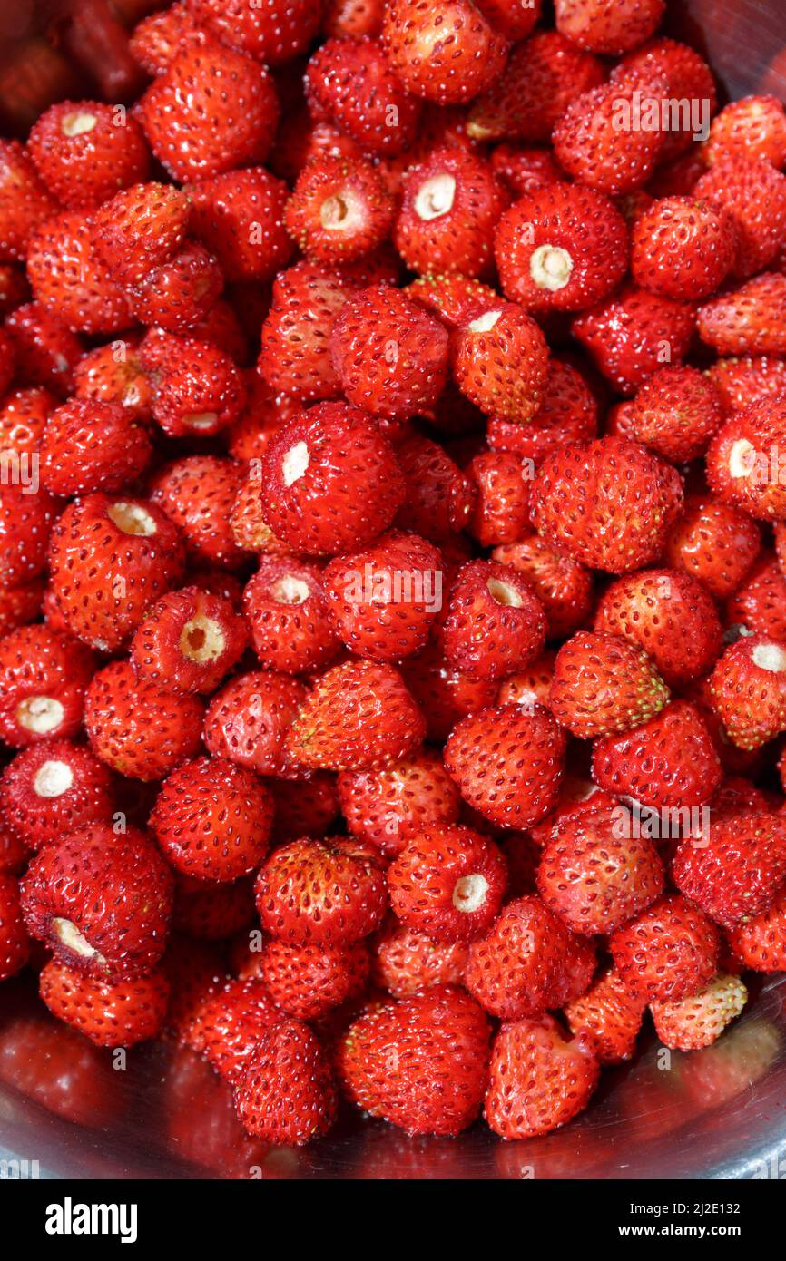Fraise sauvage. Beaucoup de fraises sauvages rouges dans un bol. Récolte d'été Banque D'Images