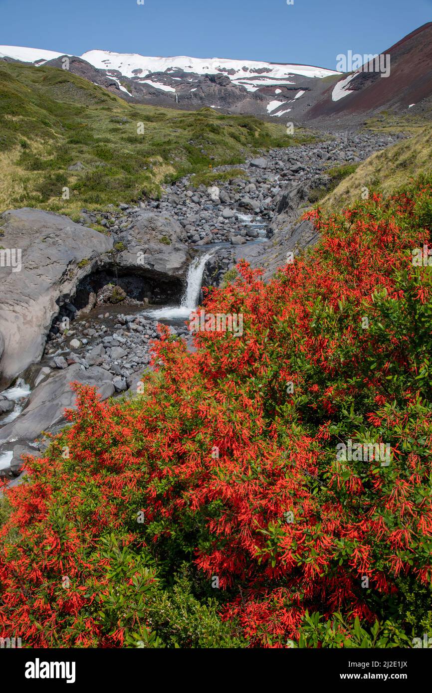 Chili,14-01-2020, image de la réserve naturelle privée Huilo-Huilo en été sur une hauteur de 1500 mètres avec de la glace Banque D'Images