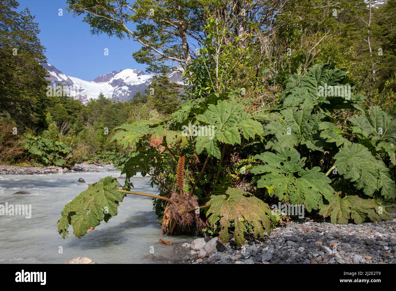 Chili, 27-01-2020, Nalca plante avec d'énormes feuilles le long d'une rivière dans le parc national de Corcovado en Patagonie le long de la Carretera Austral. Banque D'Images