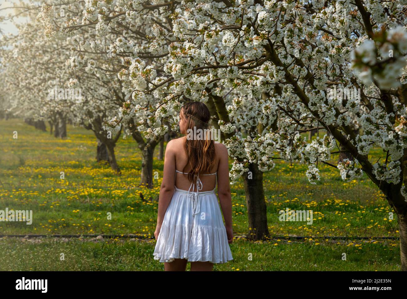 Portrait d'une jeune femme vêtue d'une robe blanche marchant dans un verger de cerisier avec des arbres en fleur. Image printemps été .provence , France . Banque D'Images
