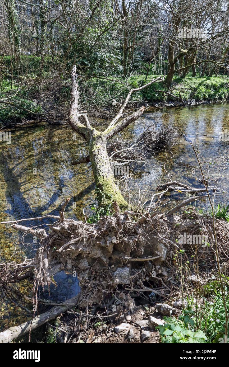 Un arbre déchu chevauche la rivière Plym traverse les bois de Plymbridge lors de son voyage vers Plymouth Sound Banque D'Images