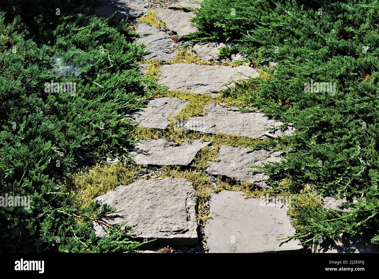 Chemin de mousse en pierre à travers les buissons de conifères verts Banque D'Images