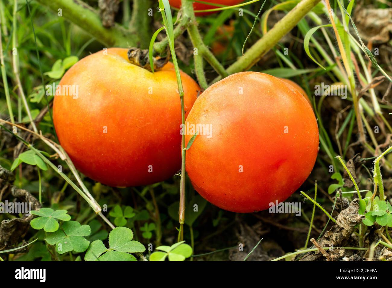 Les tomates sont mûres lorsqu'elles sont de couleur profonde, légèrement brillantes et tendres Banque D'Images