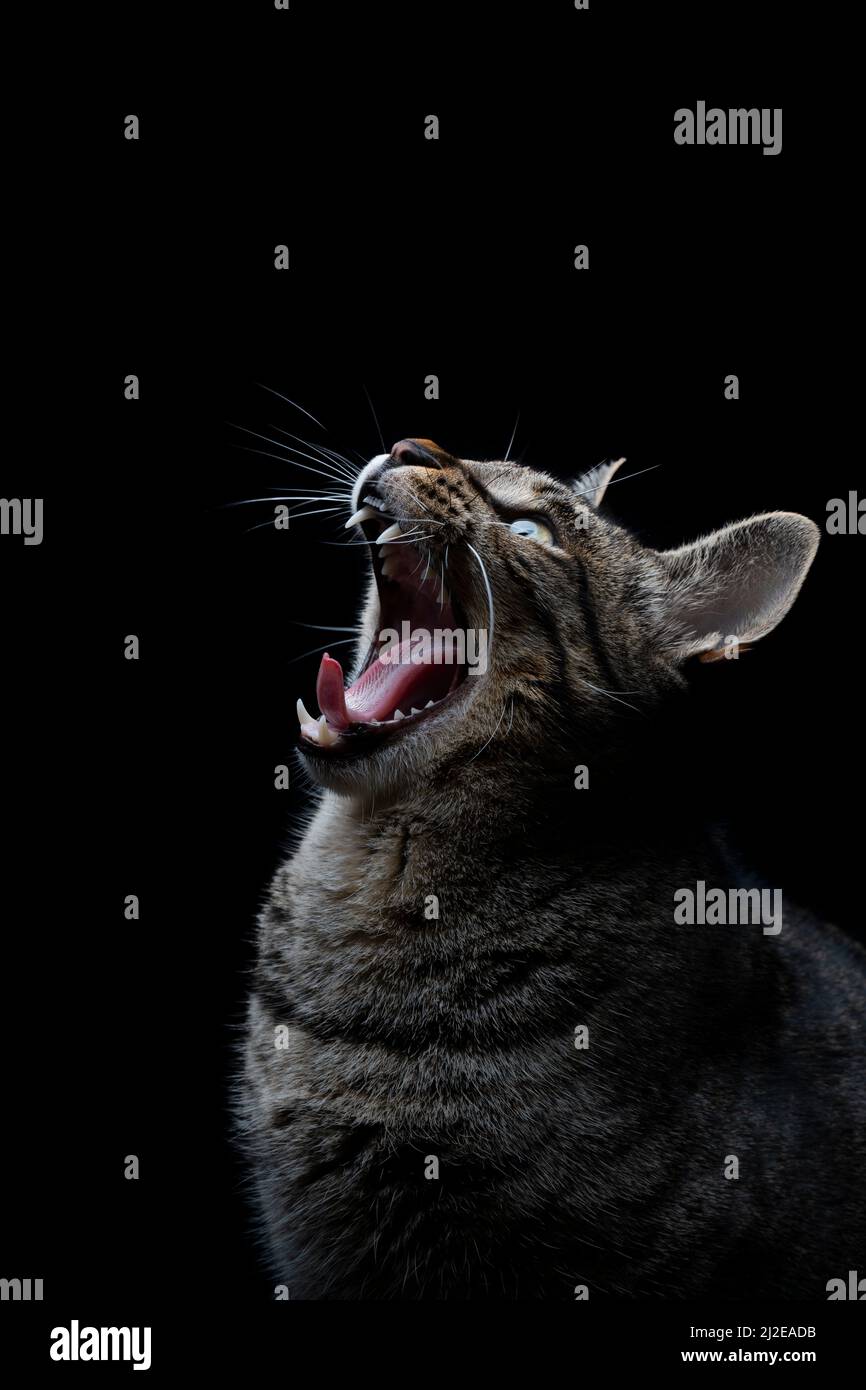 Gros plan de chat rayé gris errant avec la bouche ouverte sur un fond noir bâillant Banque D'Images