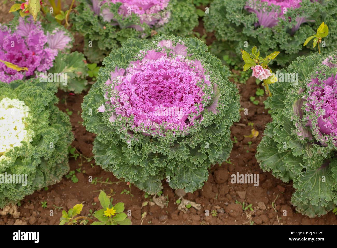 Vue imprenable sur le chou ornemental cultivé dans le jardin botanique Banque D'Images