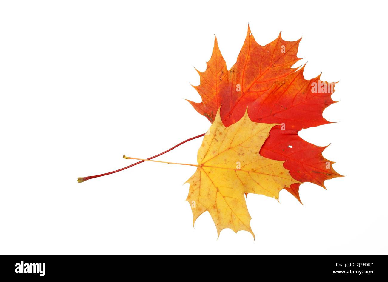 Magnifiques feuilles d'érable d'automne isolées sur fond blanc Banque D'Images