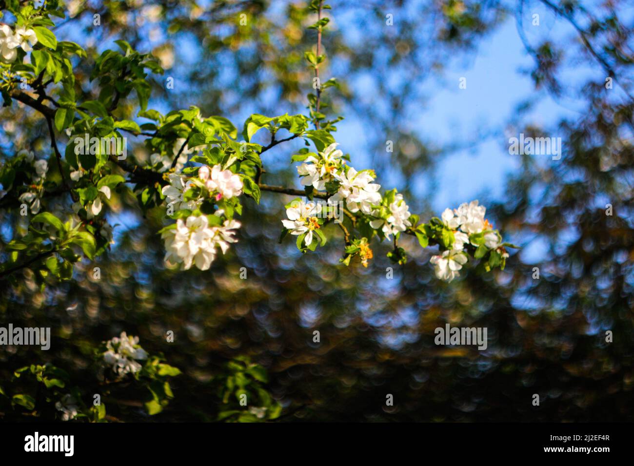 Recentrer de belles fleurs sur une branche d'un pommier sur l'arrière-plan d'un jardin flou et d'un ciel bleu.Abstract fond naturel. Bac à ressort Banque D'Images