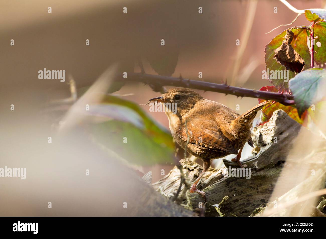 Wren (troglodytes troglodytes) petit oiseau brun avec vireur et bec fin queue courte souvent coked saison de reproduction printanière encadrée de végétation douce Banque D'Images