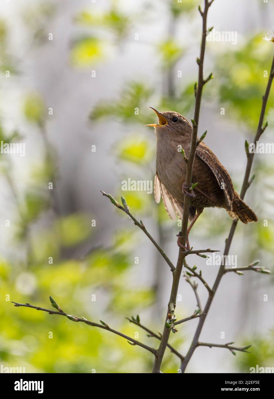 Wren (troglodytes troglodytes) chantant dans un arbre petit oiseau brun avec vireur et bec fin queue courte souvent coked la saison de reproduction printanière en portrait Banque D'Images