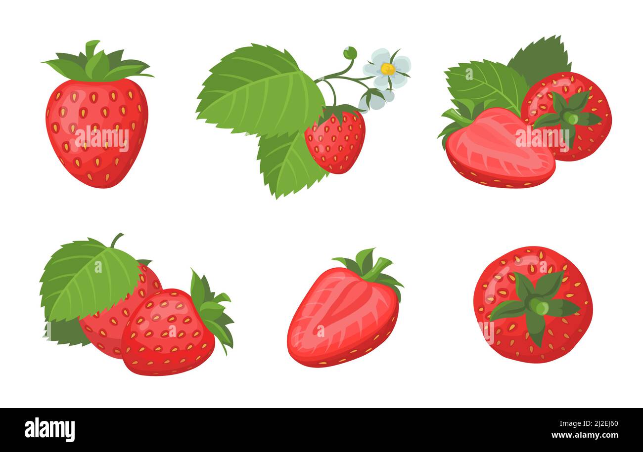 Ensemble de fraises fraîches et mûres. Baies d'été rouges juteuses entières et tranchées avec feuilles isolées sur blanc. Illustration vectorielle pour les aliments biologiques, les fruits, la ferme Illustration de Vecteur