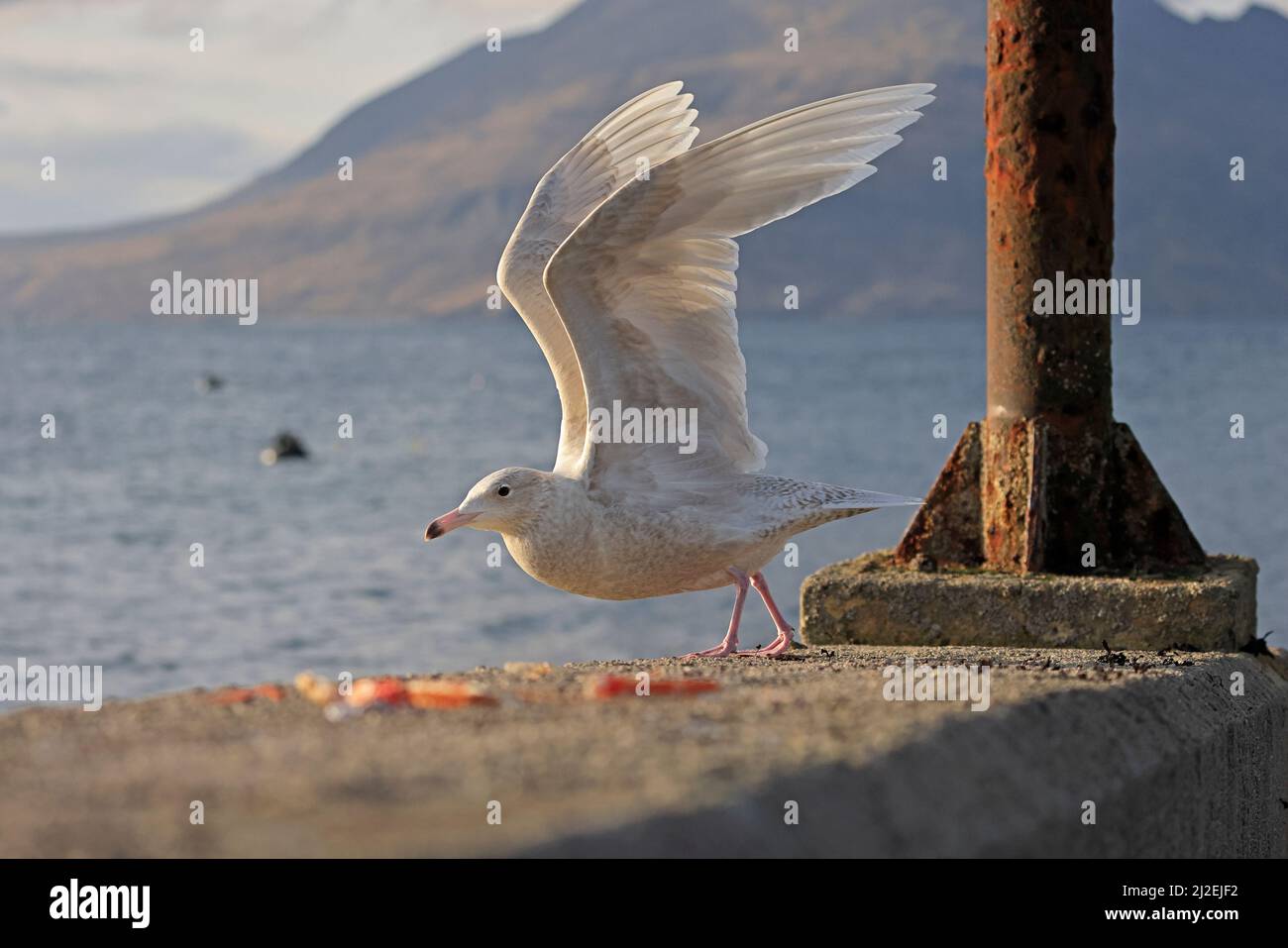 Jeune Gull glamour au départ de la jetée de l'île d'Elgol de Skye, en Écosse Banque D'Images