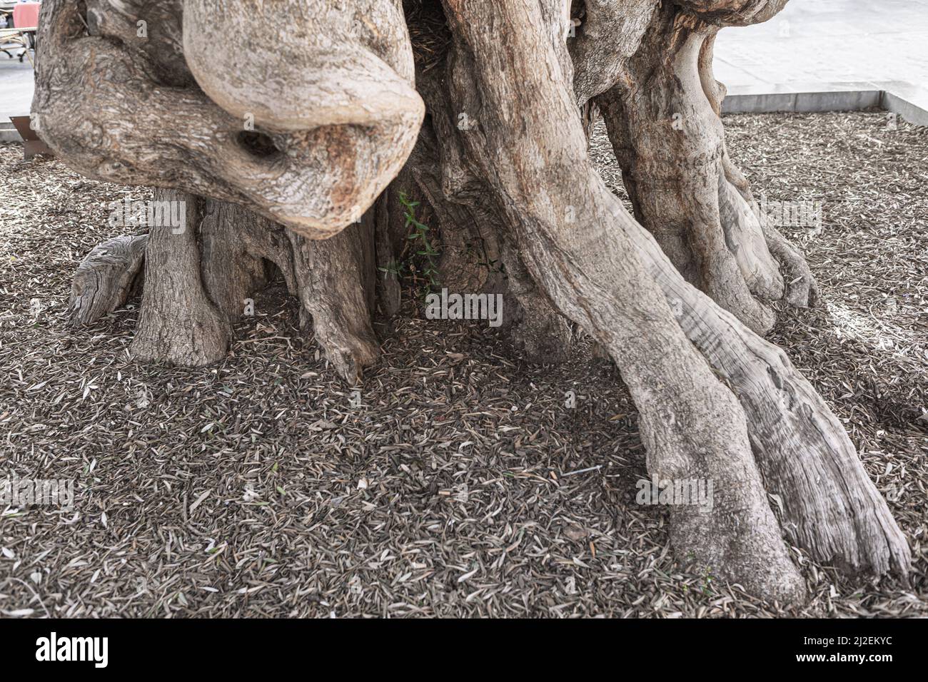 Racines de l'ancien arbre . Ancien olivier Banque D'Images