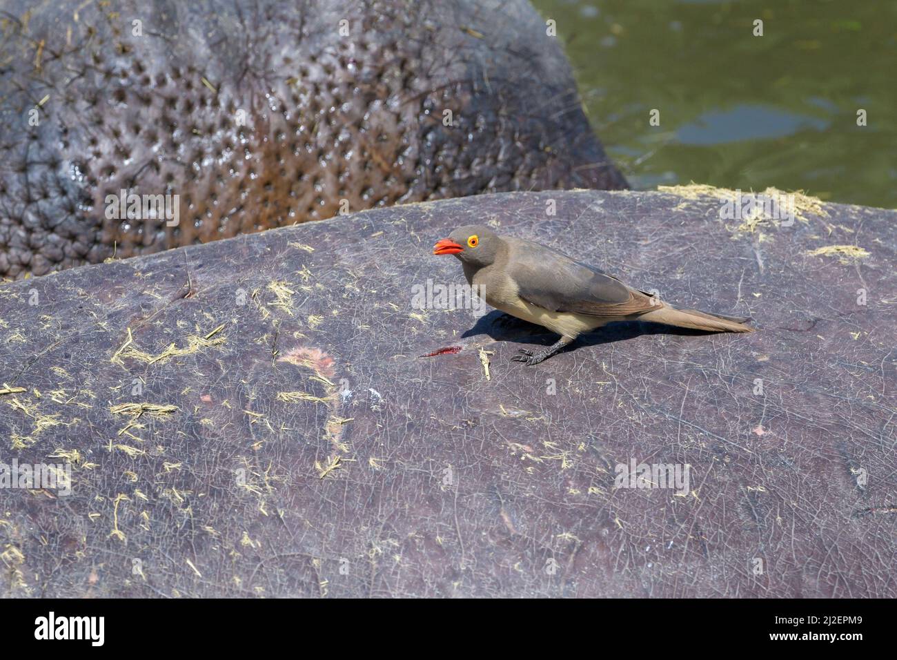 Oxpecker à bec rouge (Buphagus erythrorhynchus) mangeant à partir d'une plaie ouverte d'Hippopotamus (Hippopotamus amphibius), parc national de Serengeti, Tanzanie. Banque D'Images